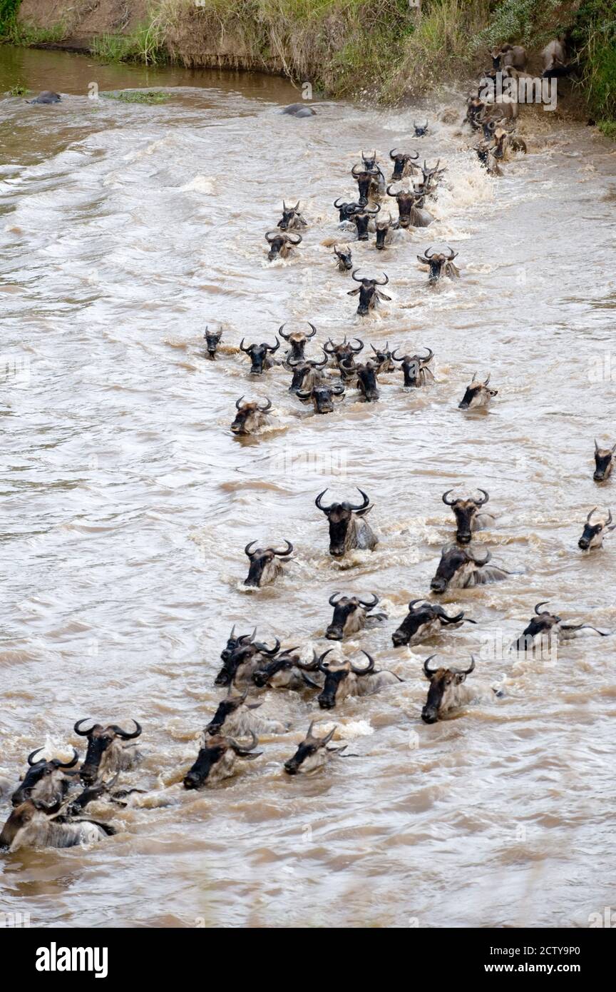 Wildebeests crossing a river, Mara River, Masai Mara National Reserve, Kenya Stock Photo