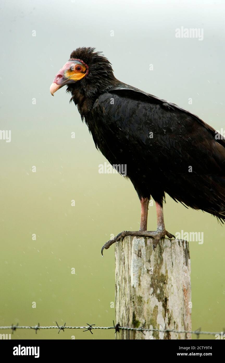 Close-up of a Lesser Yellow-Headed vulture (Cathartes burrovianus) perching on wooden post, Cano Negro, Costa Rica Stock Photo