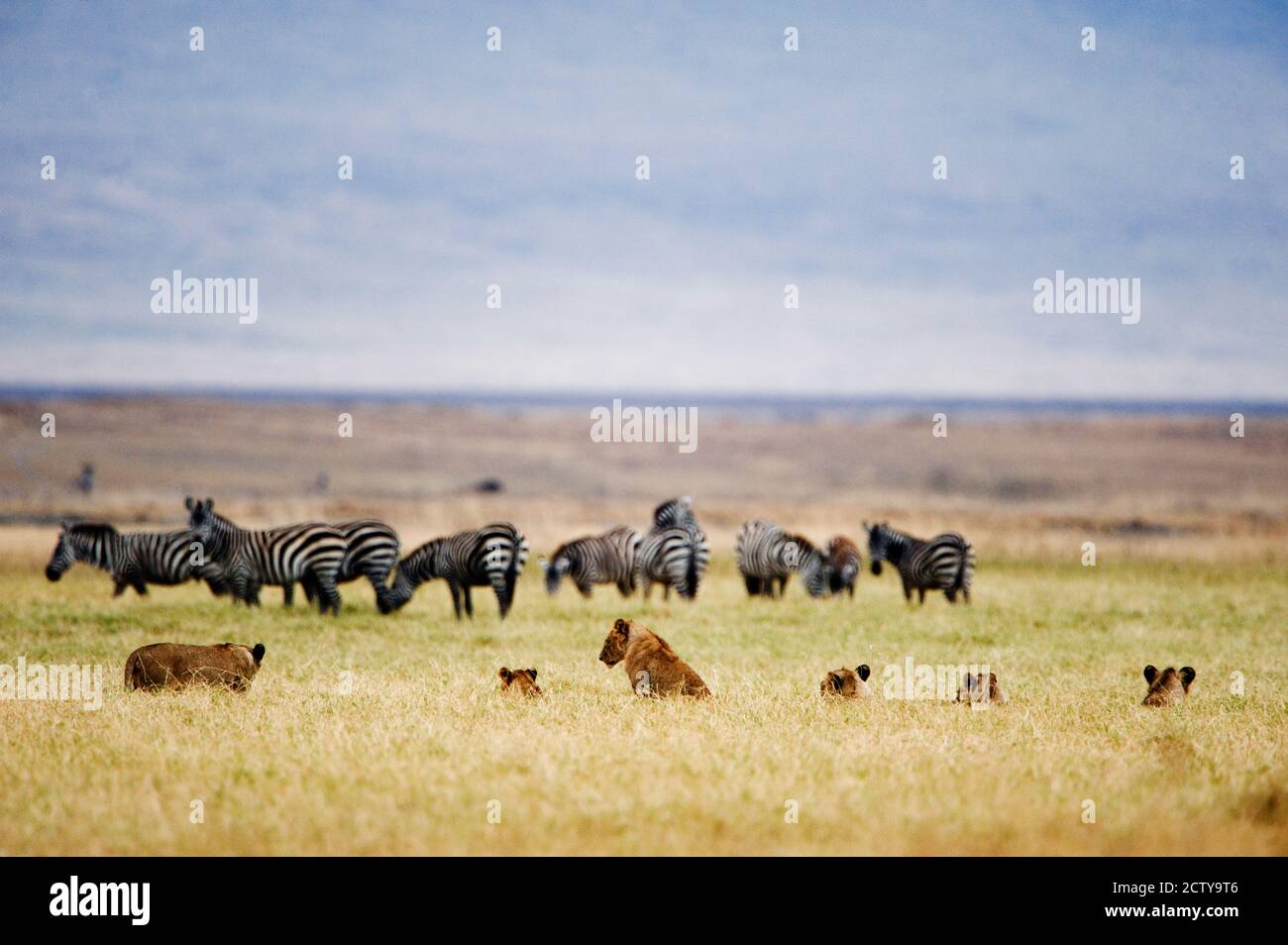 Lion family (Panthera leo) looking at a herd of zebras in a field, Ngorongoro Crater, Ngorongoro, Tanzania Stock Photo