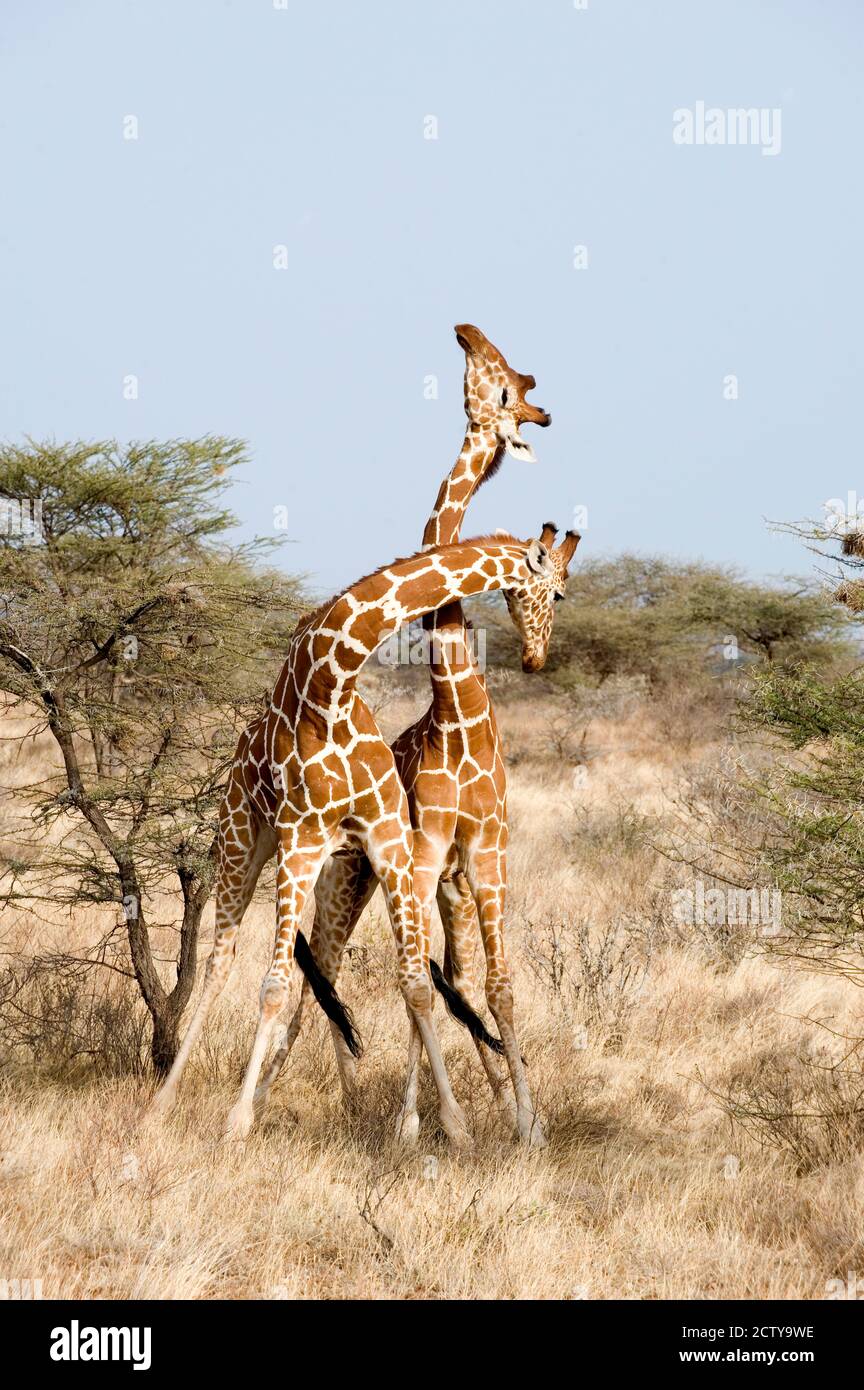 Reticulated giraffes (Giraffa camelopardalis reticulata) necking in a field, Samburu National Park, Rift Valley Province, Kenya Stock Photo