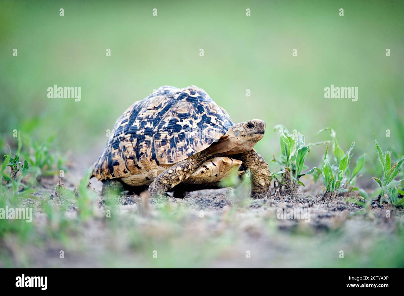Leopard tortoise (Geochelone pardalis) moving slowly in a field, Tarangire National Park, Tanzania Stock Photo