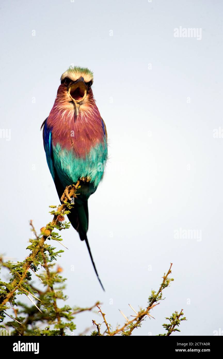 Lilac-Breasted Roller (Coracias caudatus) bird perching on a branch, Tarangire National Park, Tanzania Stock Photo