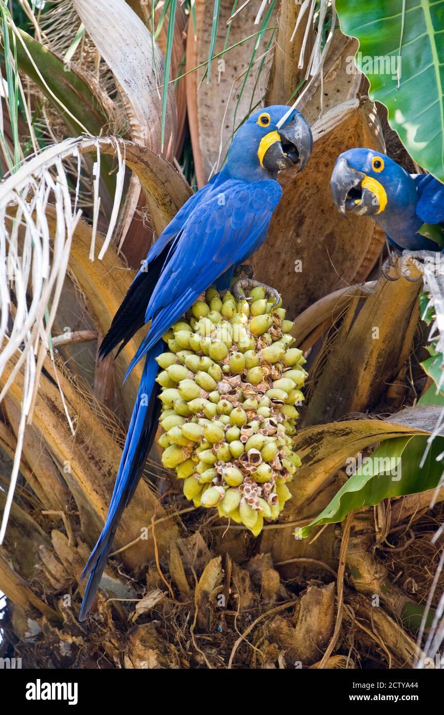 Hyacinth macaws (Anodorhynchus hyacinthinus) eating palm nuts, Three Brothers River, Meeting of the Waters State Park, Pantanal Wetlands, Brazil Stock Photo