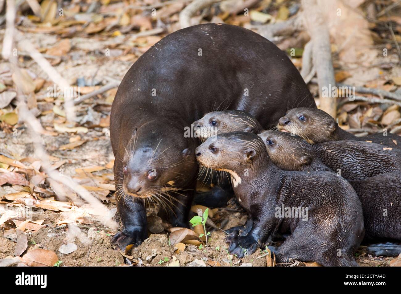 Giant otter (Pteronura brasiliensis) with its cubs, Three Brothers River, Meeting of the Waters State Park, Pantanal Wetlands, Brazil Stock Photo