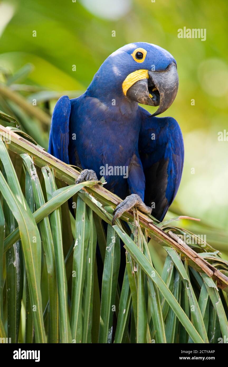 Close-up of a Hyacinth macaw (Anodorhynchus hyacinthinus), Three Brothers River, Meeting of the Waters State Park, Pantanal Wetlands, Brazil Stock Photo
