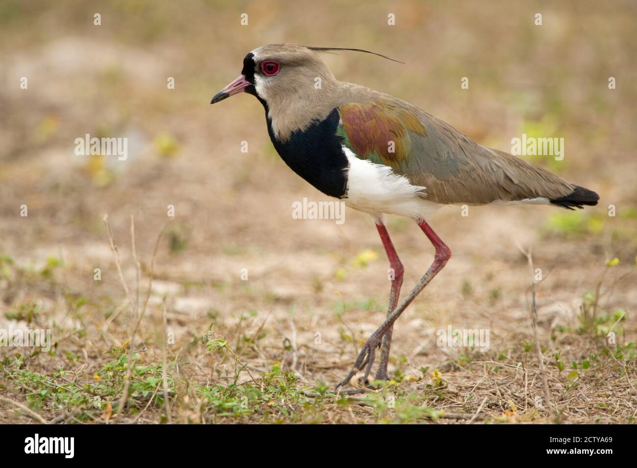 Close-up of a Southern lapwing (Vanellus chilensis), Three Brothers River, Meeting of the Waters State Park, Pantanal Wetlands, Brazil Stock Photo