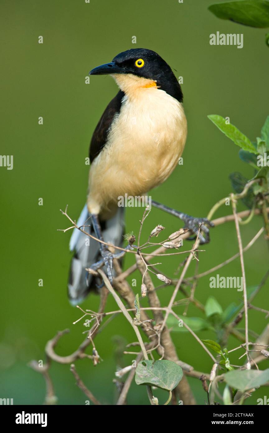 Close-up of a Black-Capped donacobius (Donacobius atricapilla), Three Brothers River, Meeting of the Waters State Park, Pantanal Wetlands, Brazil Stock Photo