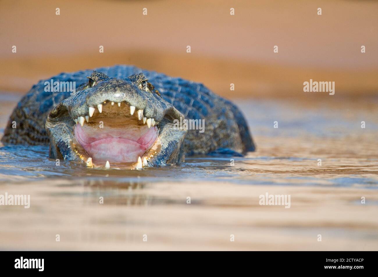 Yacare caiman (Caiman crocodilus yacare) in a river, Three Brothers River, Meeting of the Waters State Park, Pantanal Wetlands, Brazil Stock Photo