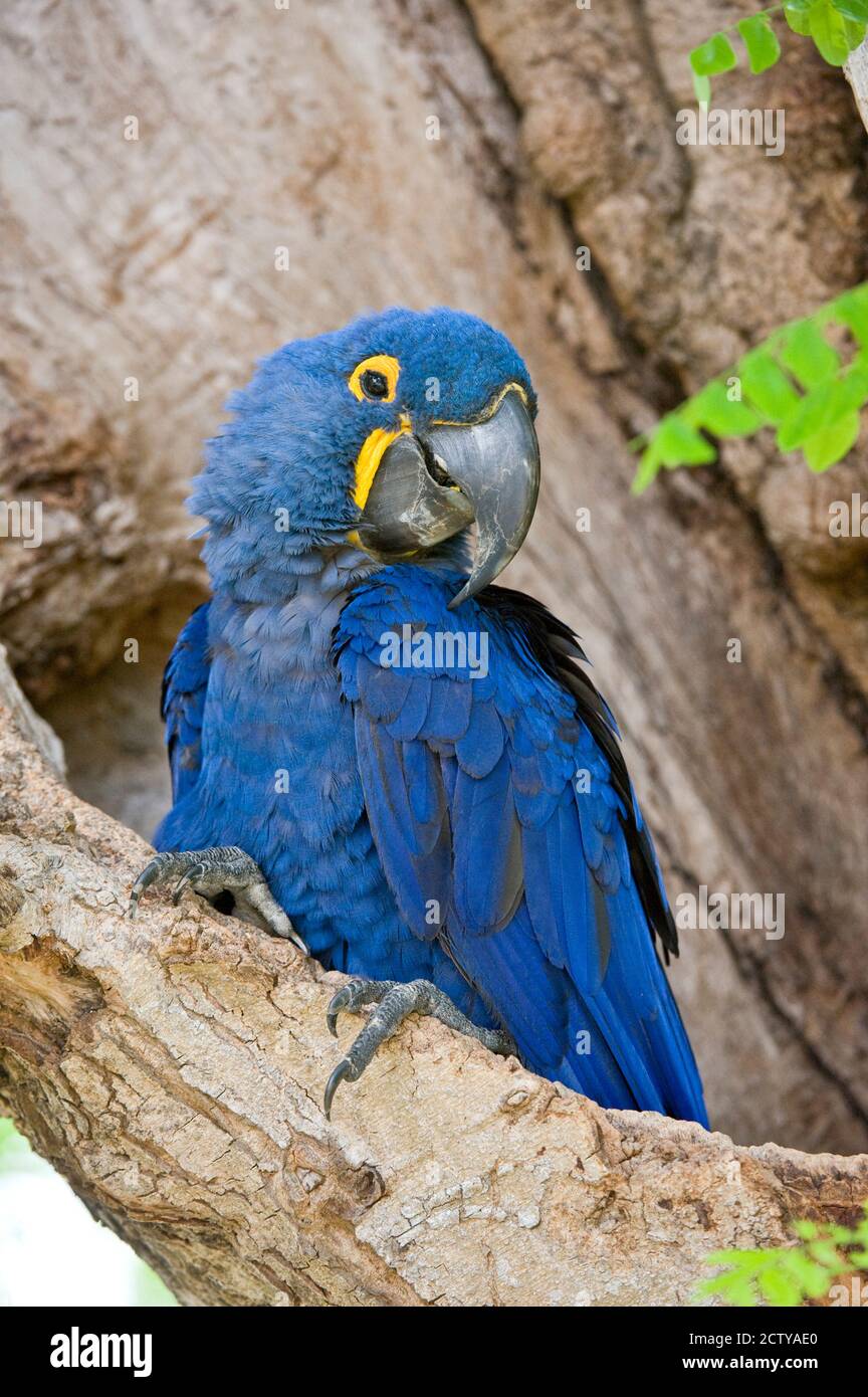 Close-up of a Hyacinth macaw (Anodorhynchus hyacinthinus), Three Brothers River, Meeting of the Waters State Park, Pantanal Wetlands, Brazil Stock Photo