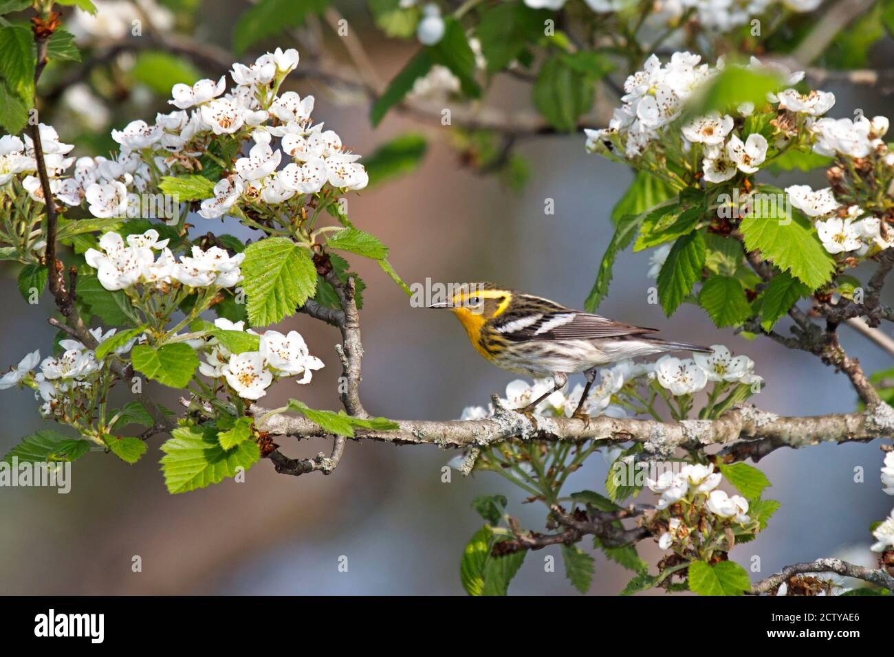 A blackburnian warbler looks over an apple blossom. Bright yellow with black stripes the warbler stands out on from the green leaves and white blossom Stock Photo