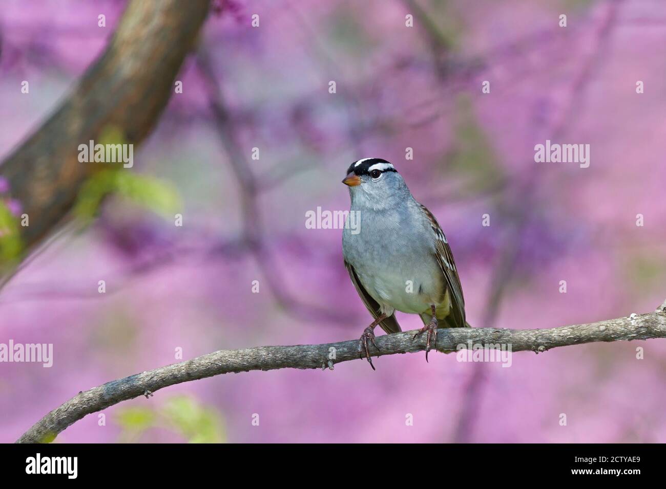 A white-crowed sparrow sits alert on in a sea of pick redbid trees. Stock Photo