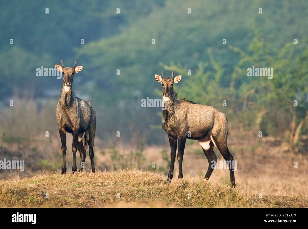 Two Nilgai (Boselaphus tragocamelus) standing in a forest, Keoladeo National Park, Rajasthan, India Stock Photo