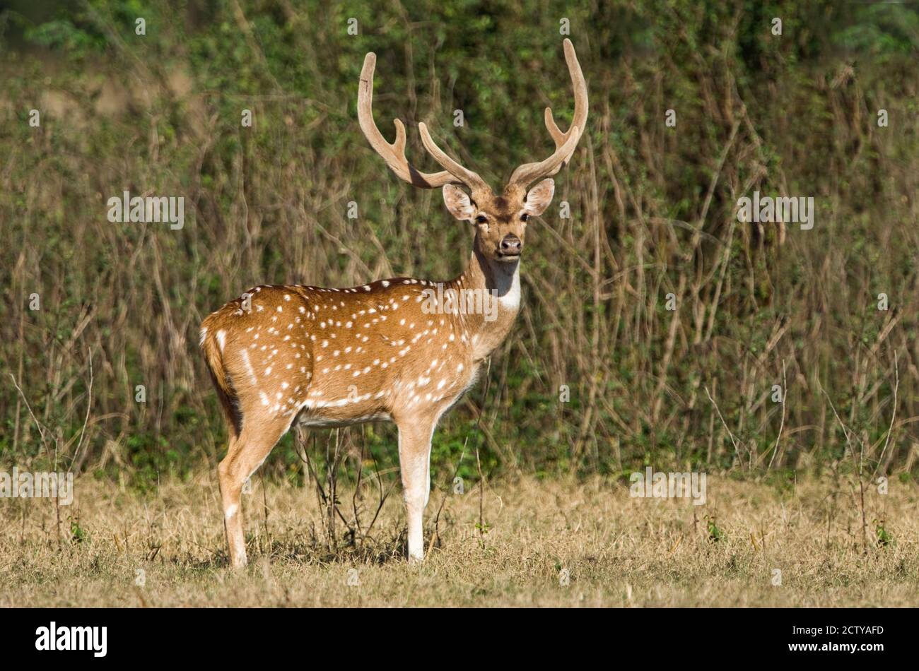 Spotted deer (Axis axis) in a forest, Keoladeo National Park, Rajasthan, India Stock Photo