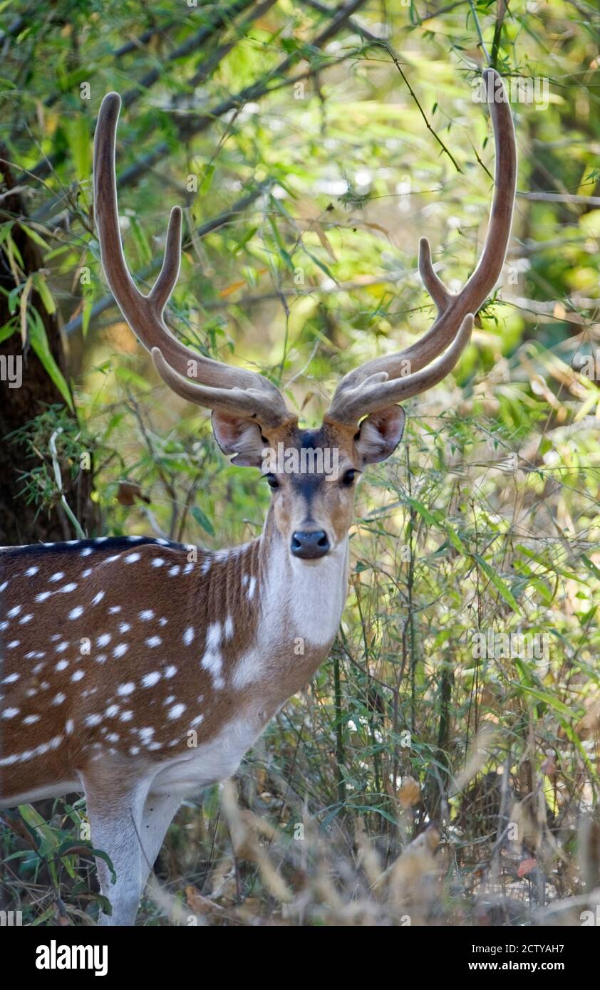 Spotted deer (Axis axis) in a forest, Kanha National Park, Madhya Pradesh, India Stock Photo