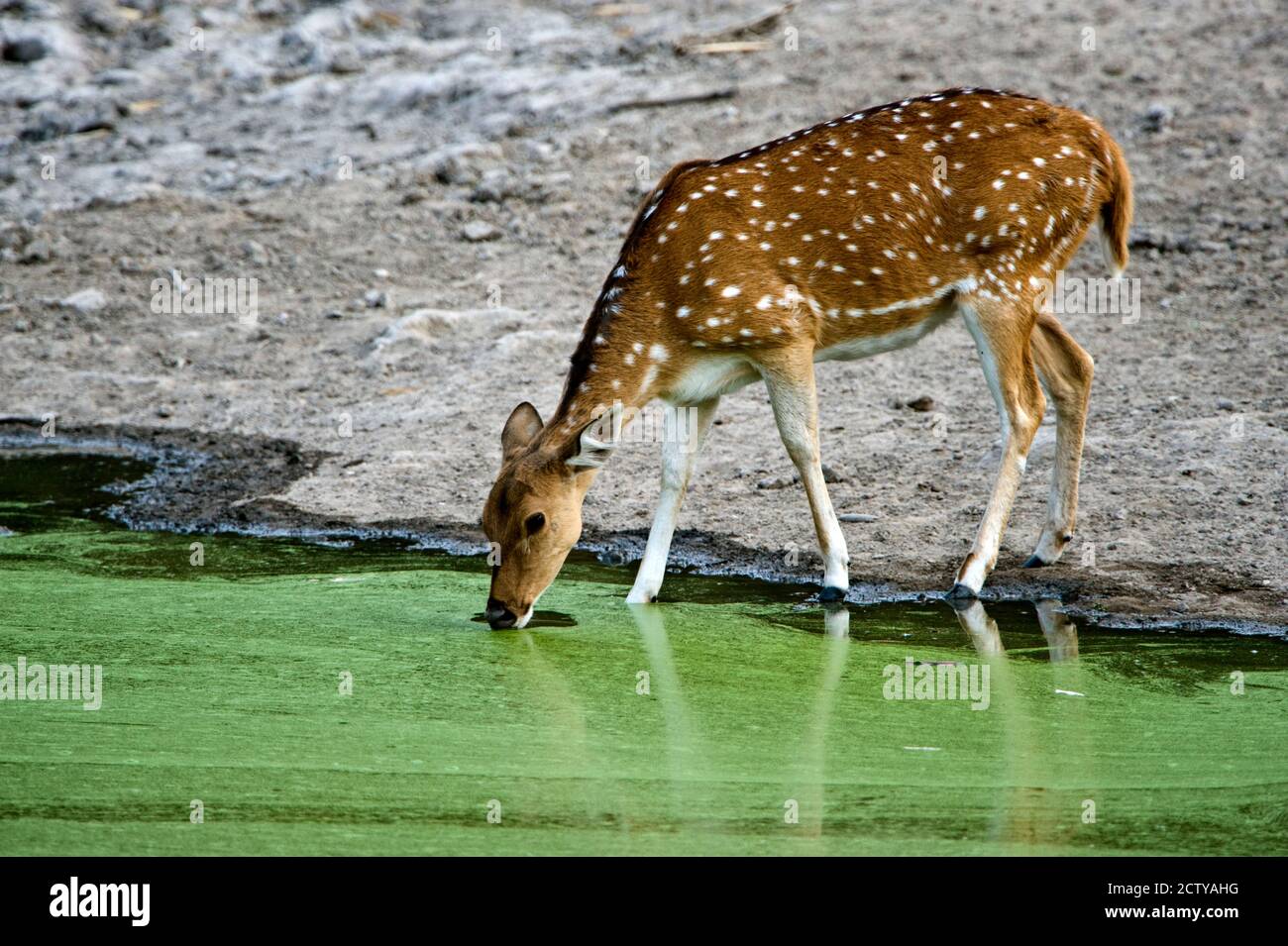 Spotted deer (Axis axis) drinking water from a lake, Bandhavgarh National Park, Umaria District, Madhya Pradesh, India Stock Photo