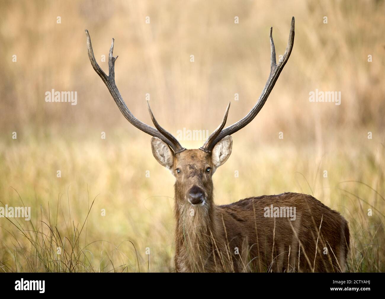 Close-up of a Swamp deer (Rucervus duvaucelii), Kanha National Park, Madhya Pradesh, India Stock Photo
