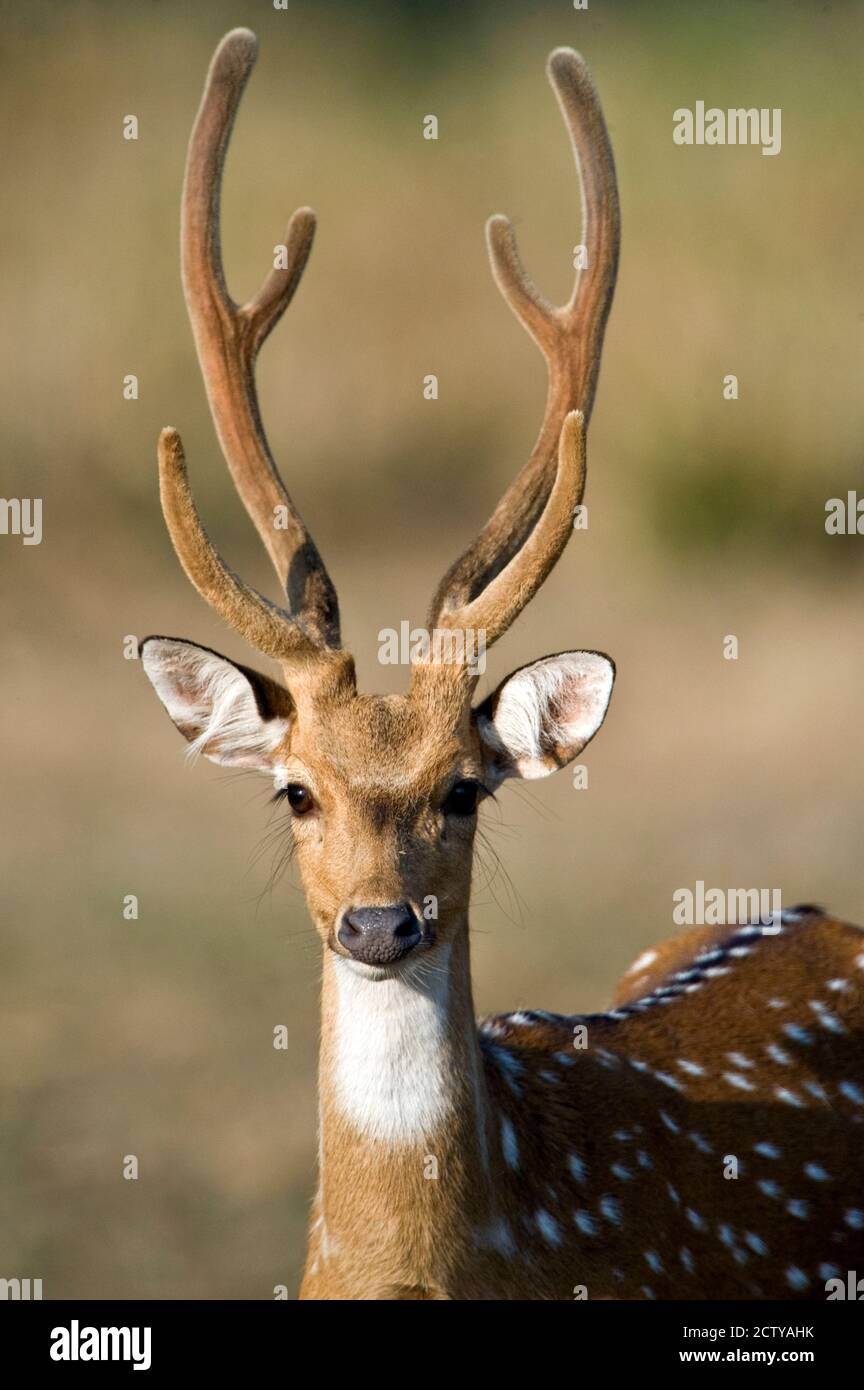 Close-up of a Spotted deer (Axis axis), Bandhavgarh National Park, Umaria District, Madhya Pradesh, India Stock Photo