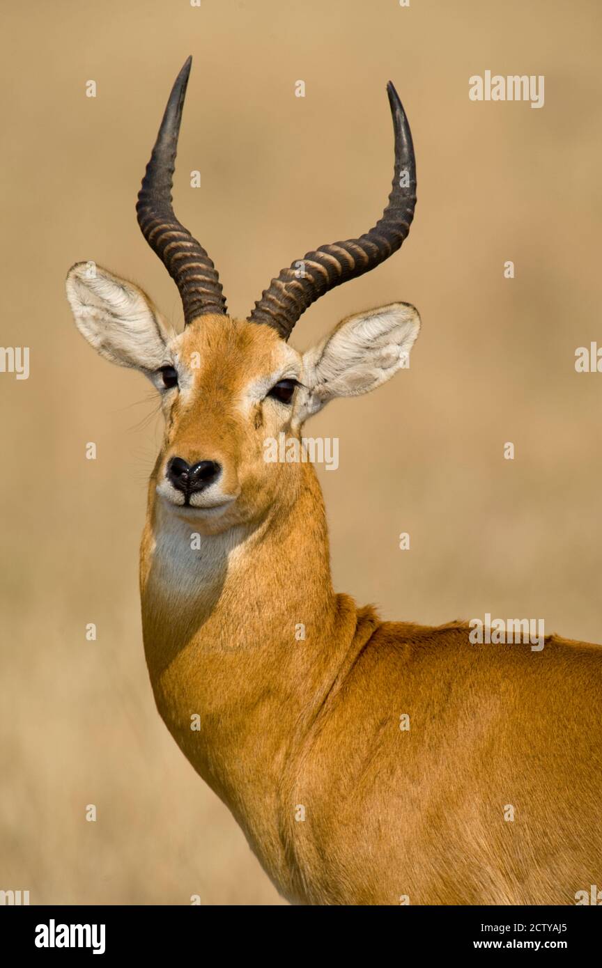 Close-up of a Ugandan kob (Kobus kob thomasi), Queen Elizabeth National Park, Uganda Stock Photo
