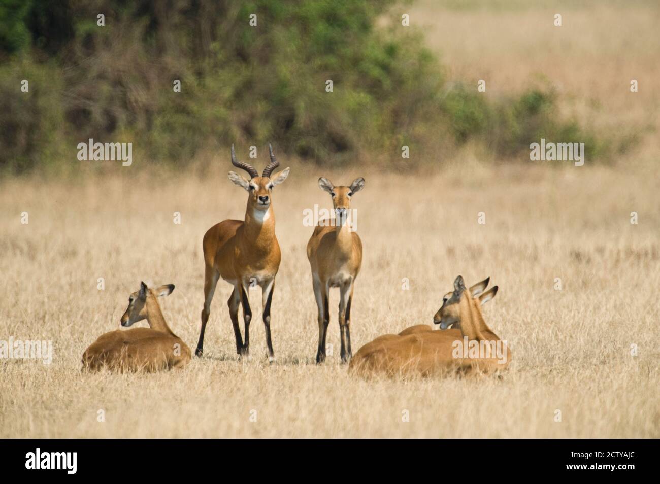 Ugandan kobs (Kobus kob thomasi) mating behavior sequence, Queen Elizabeth National Park, Uganda Stock Photo