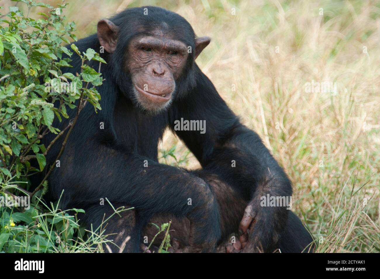 Chimpanzee (Pan troglodytes) in a forest, Kibale National Park, Uganda Stock Photo
