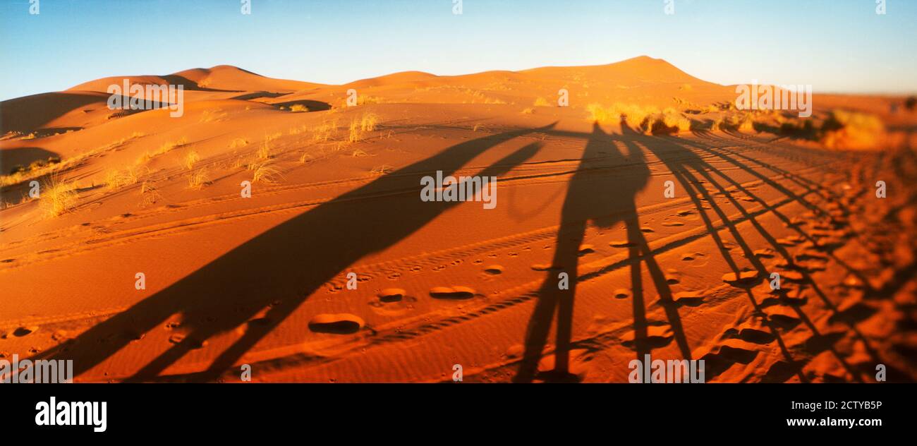 Shadows of camel riders in the desert at sunset, Sahara Desert, Morocco Stock Photo