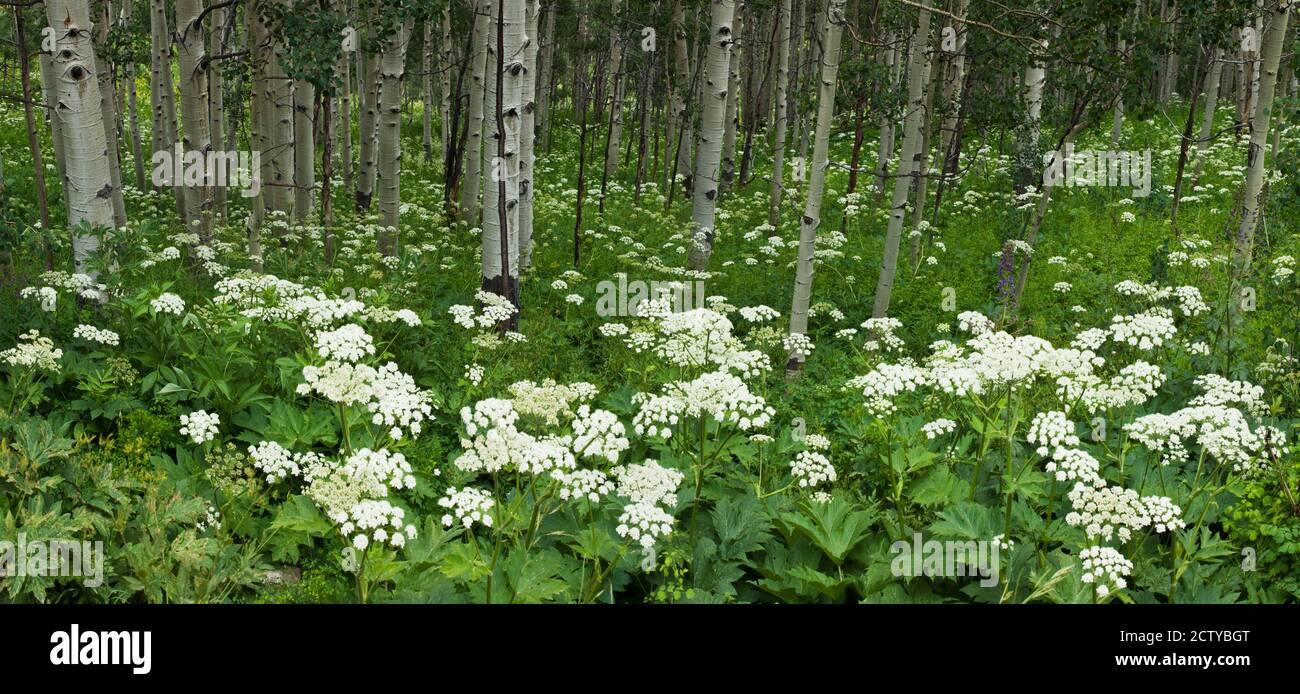 Yarrow and aspen trees along Gothic Road, Mount Crested Butte, Gunnison County, Colorado, USA Stock Photo