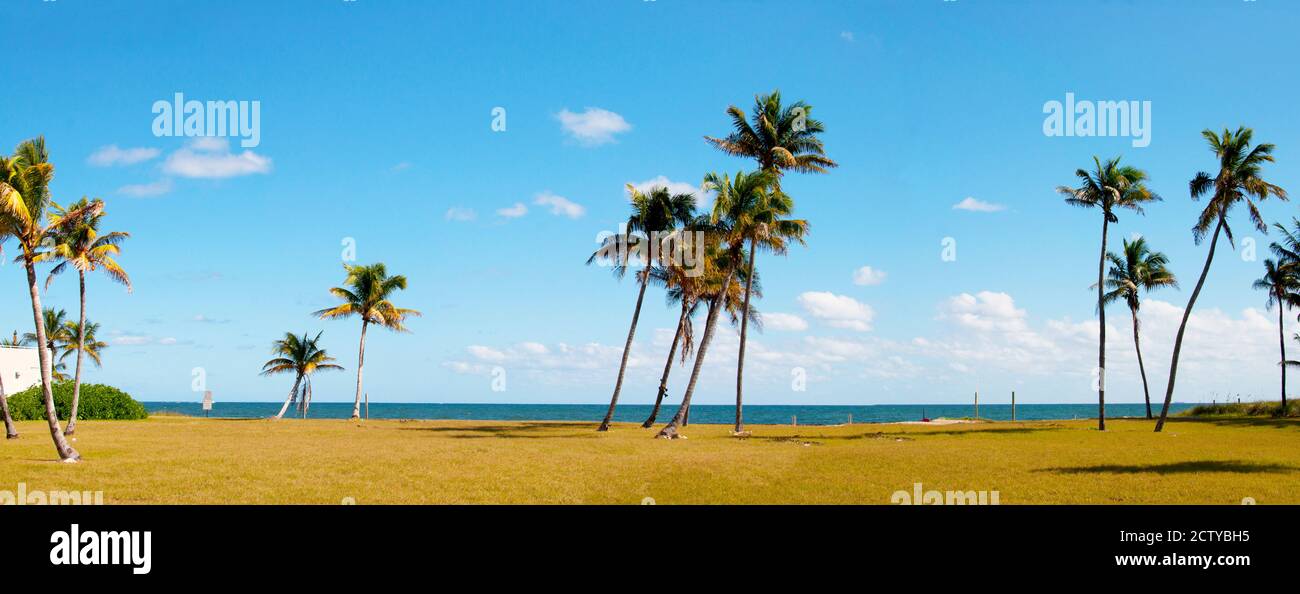 Palm trees on the beach, Lauderdale, Florida, USA Stock Photo