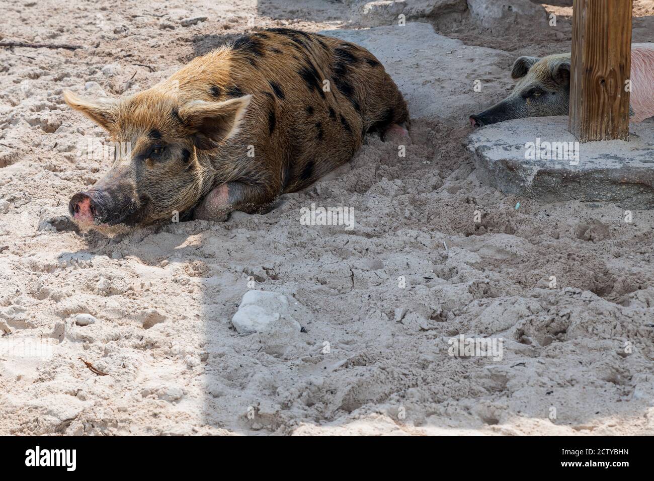 The famous swimming pigs (feral pigs) of Bahamas living in an uninhabited island located in Exuma called Big Major Cay (better known as Pig island). Stock Photo