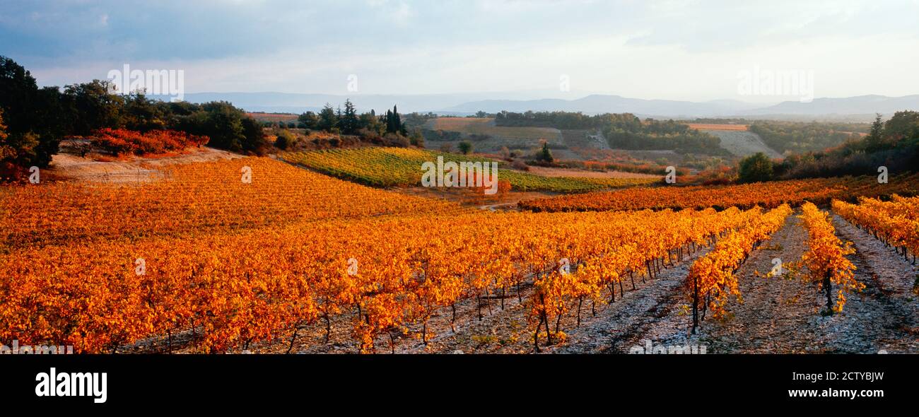 Vineyards in the late afternoon autumn light, Provence-Alpes-Cote d'Azur, France Stock Photo