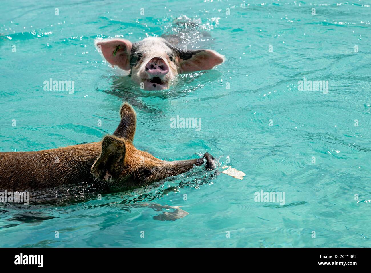 The famous swimming pigs (feral pigs) of Bahamas living in an uninhabited island located in Exuma called Big Major Cay (better known as Pig island). Stock Photo
