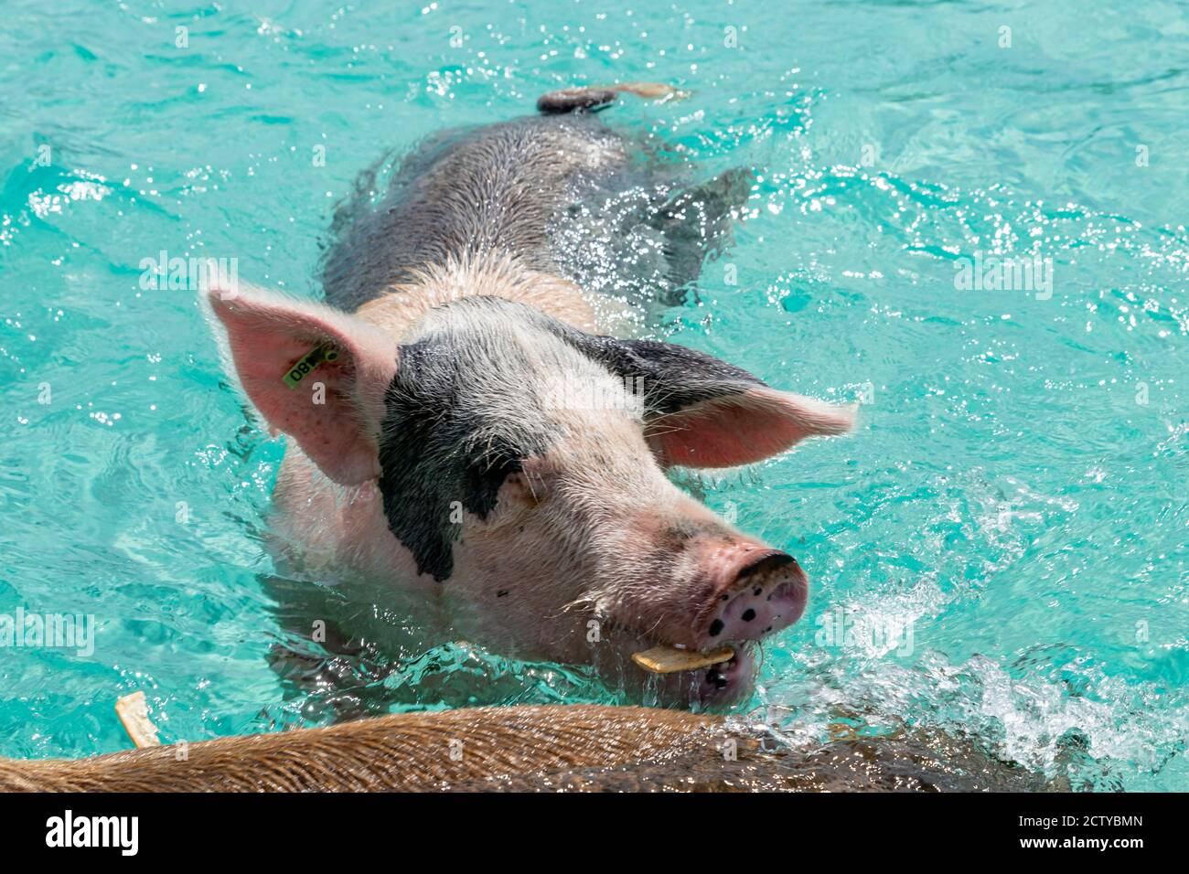 The famous swimming pigs (feral pigs) of Bahamas living in an uninhabited island located in Exuma called Big Major Cay (better known as Pig island). Stock Photo