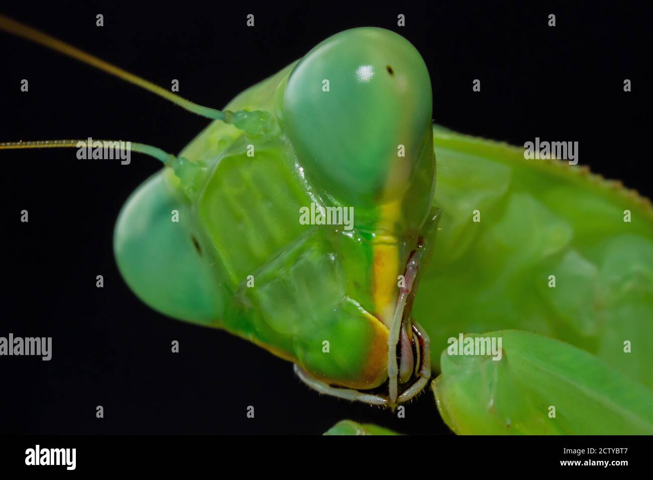 Close up of green praying mantis Stock Photo
