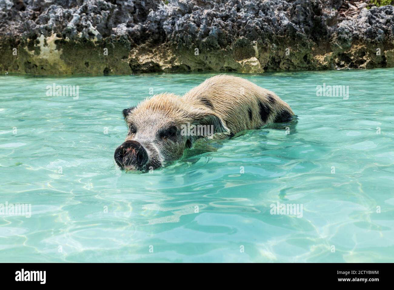 The famous swimming pigs (feral pigs) of Bahamas living in an uninhabited island located in Exuma called Big Major Cay (better known as Pig island). Stock Photo