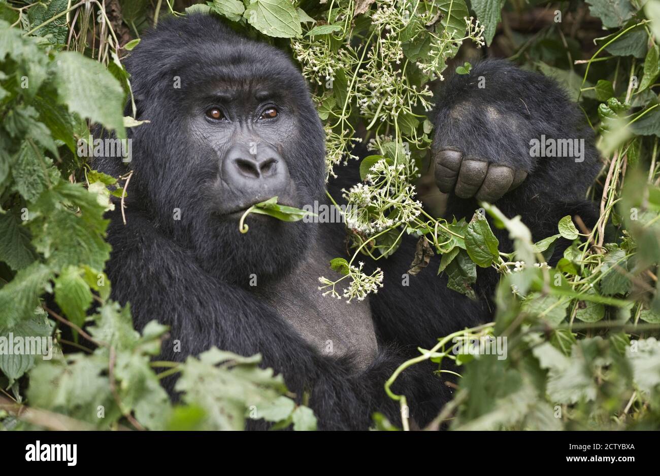Close-up of a Mountain gorilla (Gorilla beringei beringei) eating leaf, Rwanda Stock Photo
