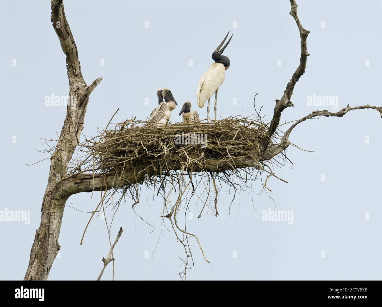 Jabiru storks (Jabiru mycteria) at their nest, Brazil Stock Photo