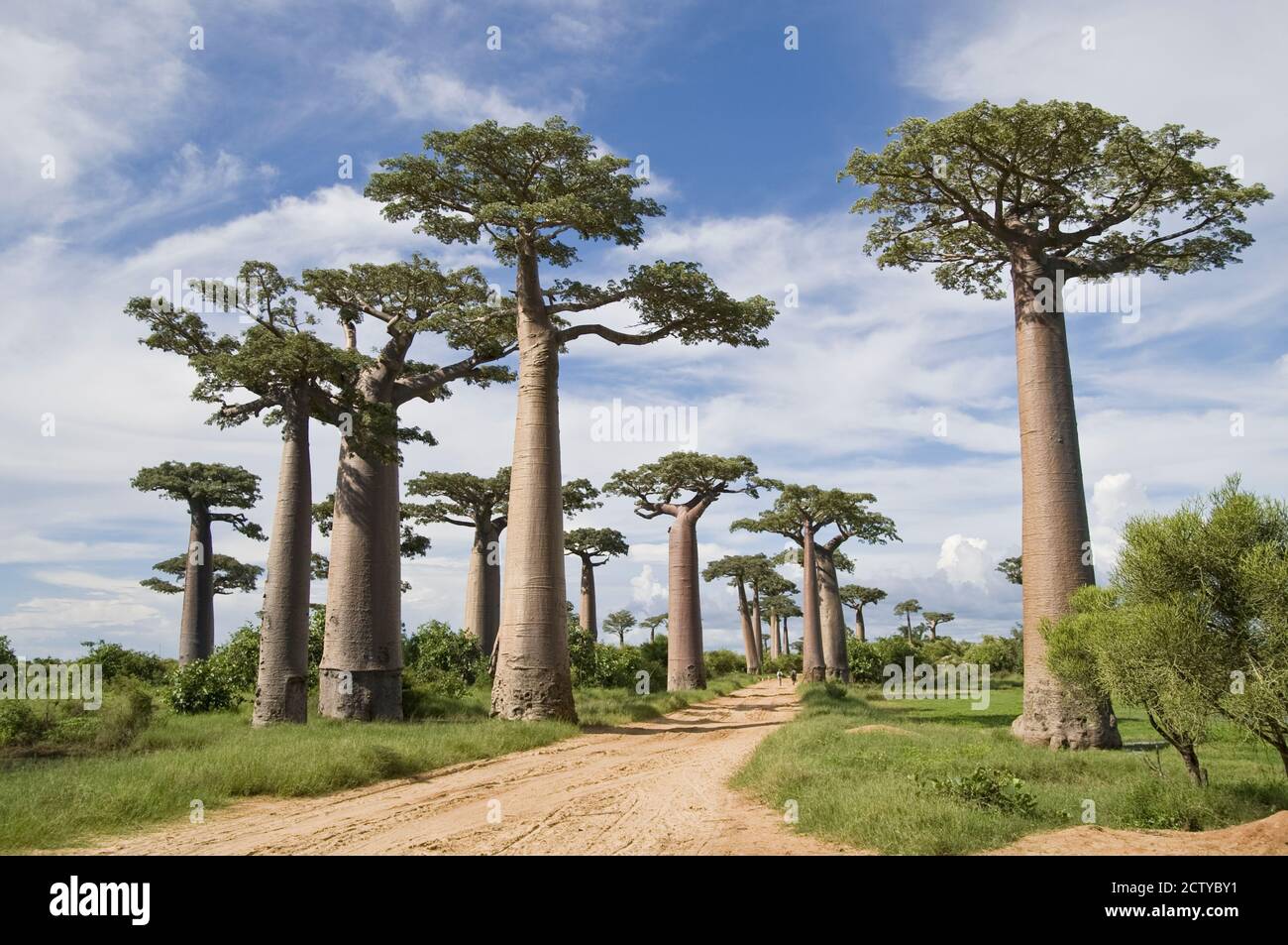 Baobab trees (Adansonia digitata) along a dirt road, Avenue of the Baobabs, Morondava, Madagascar Stock Photo