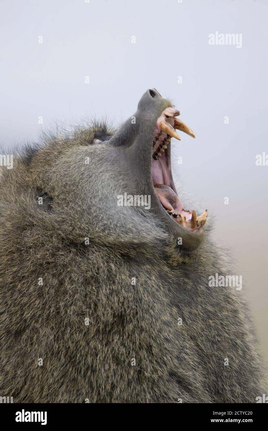 Close-up of an Olive baboon (Papio anubis) yawning, Tanzania Stock Photo