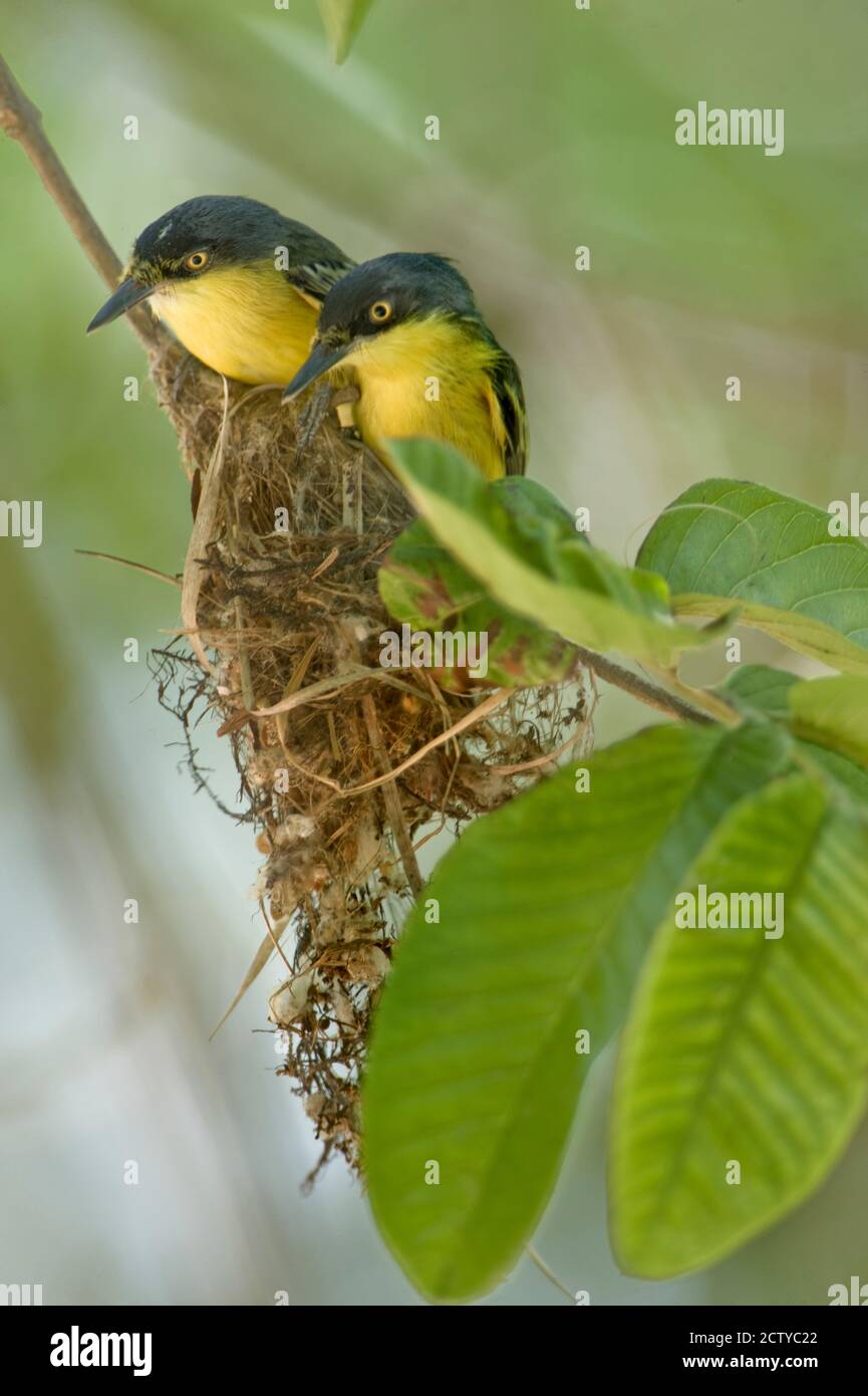 Close-up of two Common Tody-Flycatchers (Todirostrum cinereum), Brazil Stock Photo