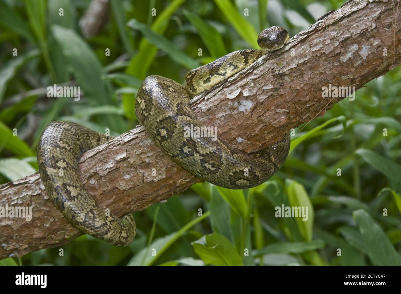 Madagascar Tree boa (Boa manditra) on a tree, Madagascar Stock Photo