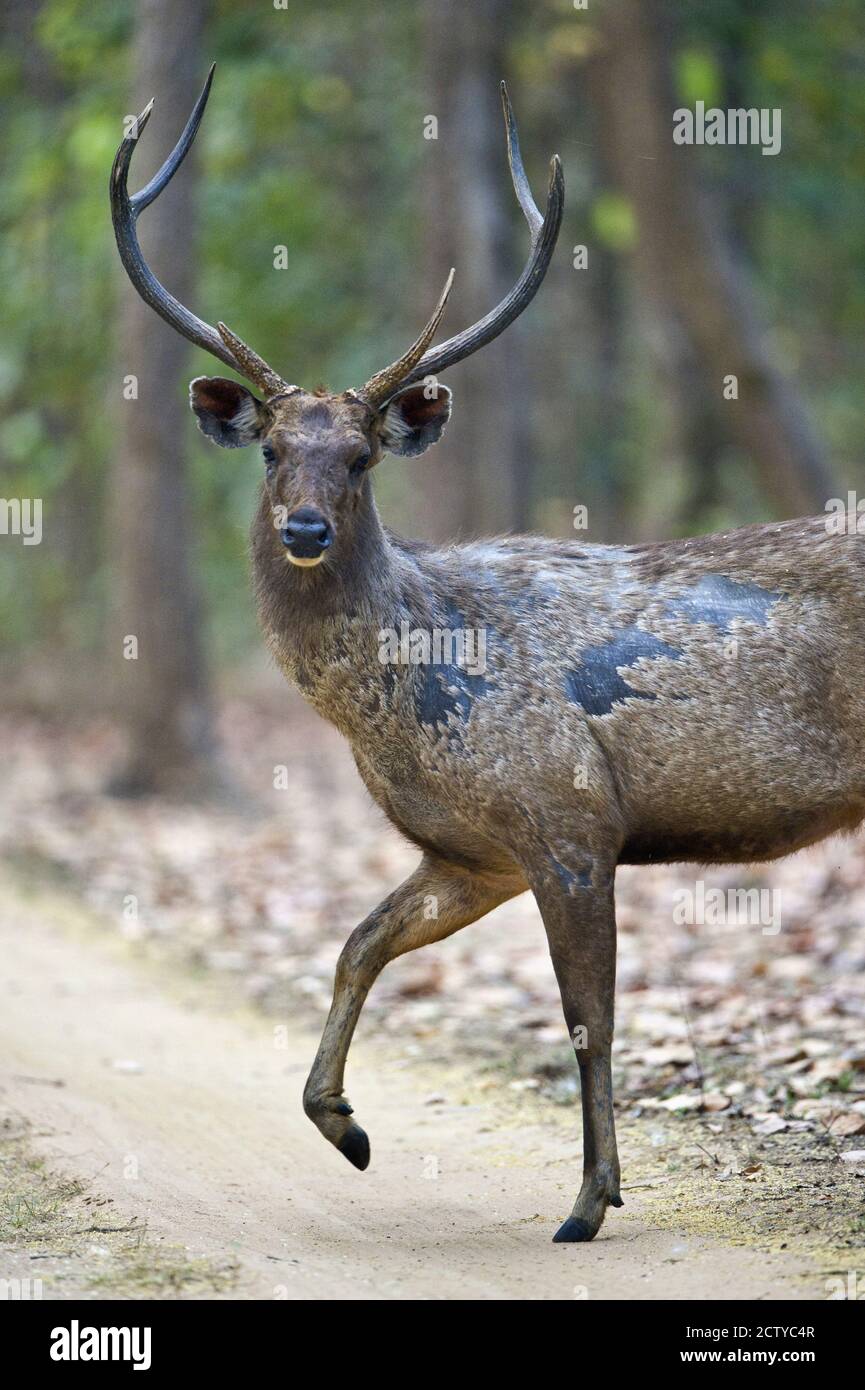 Sambar (Rusa unicolor) in a forest, India Stock Photo