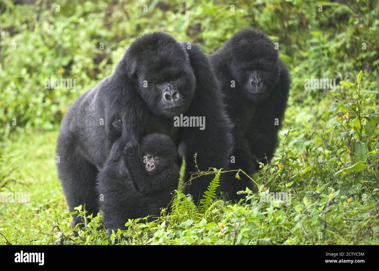 Mountain gorillas (Gorilla beringei beringei) with baby, Rwanda Stock Photo