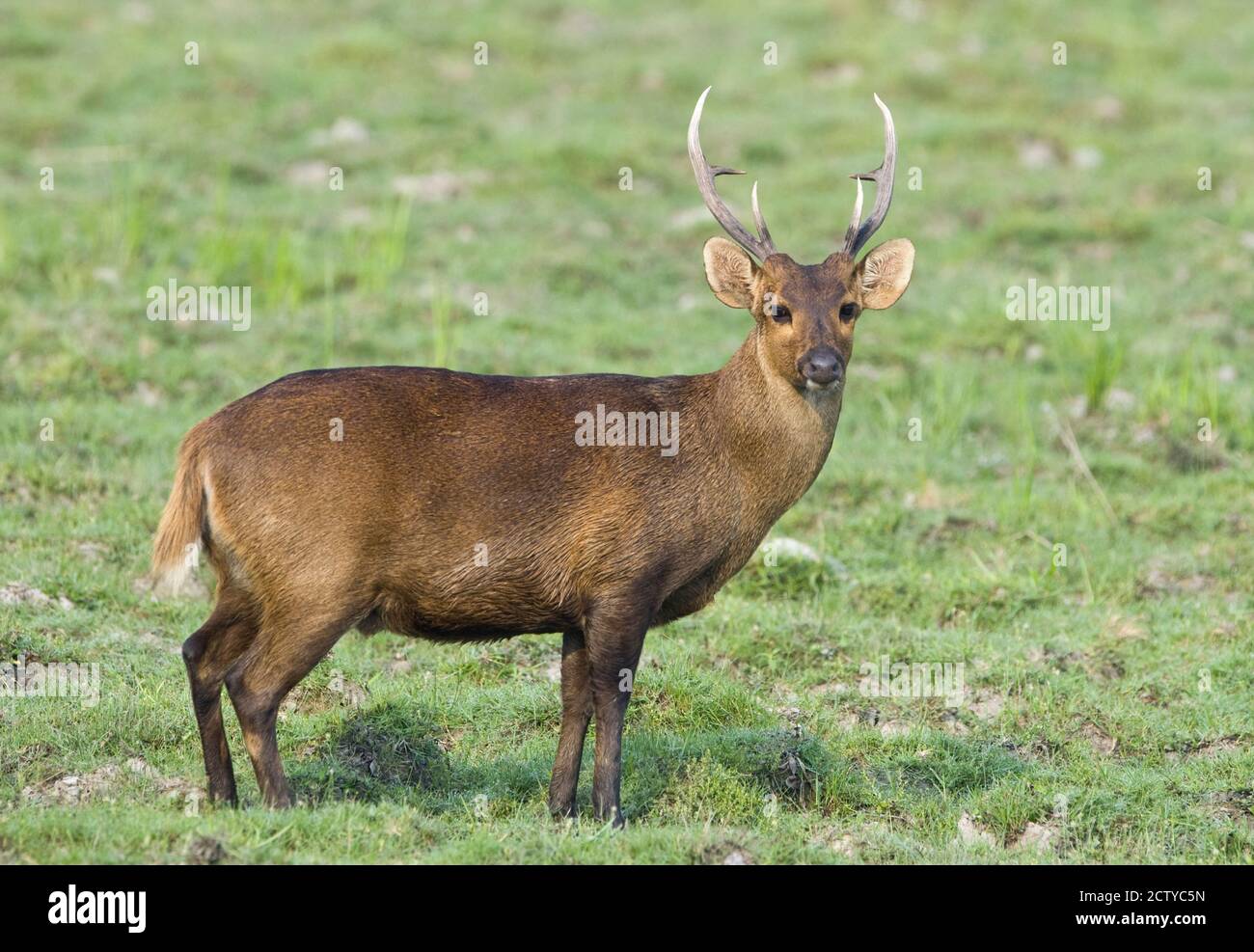 Hog deer deals
