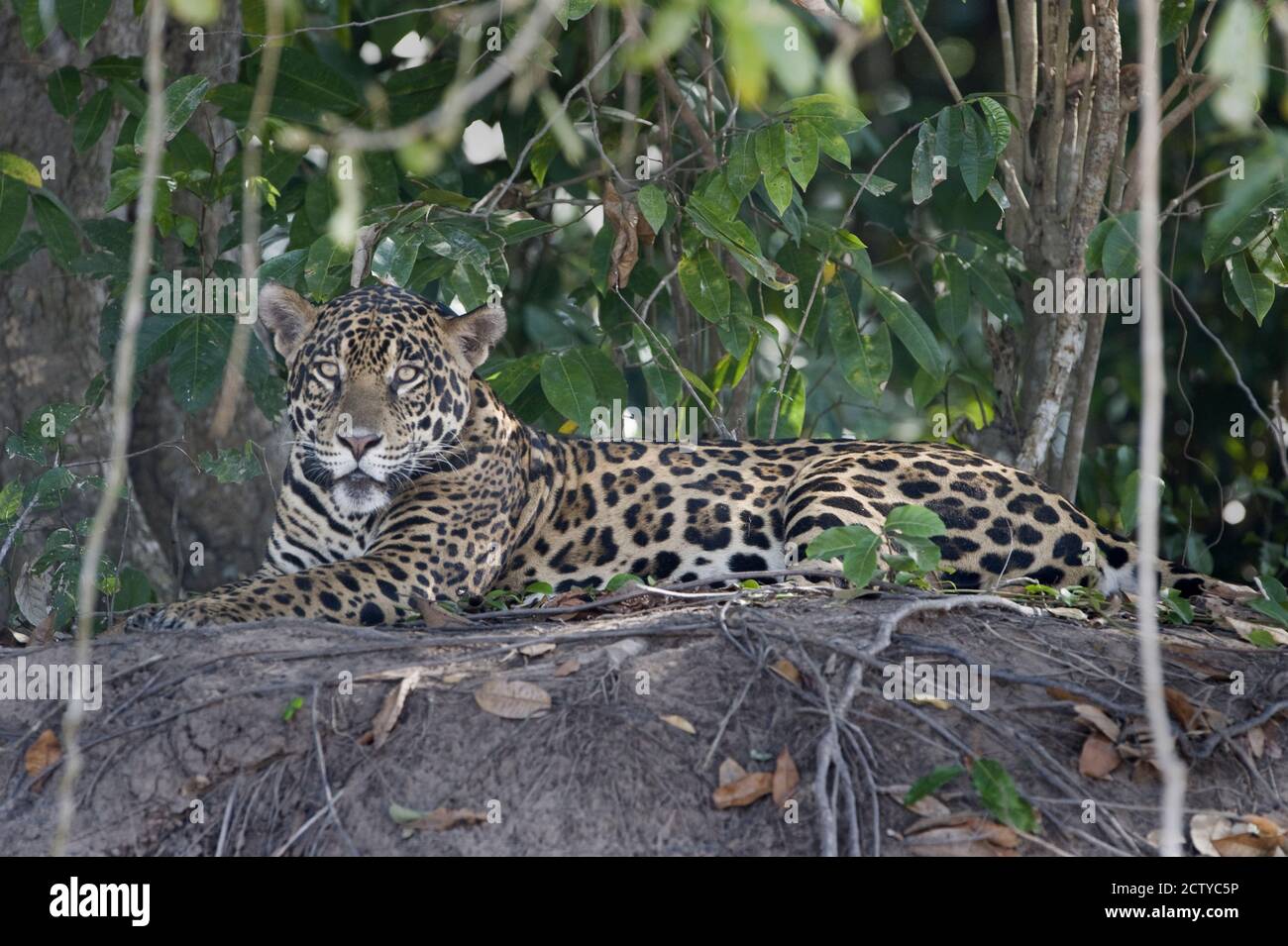 Close-up of a jaguar (Panthera onca), Brazil Stock Photo