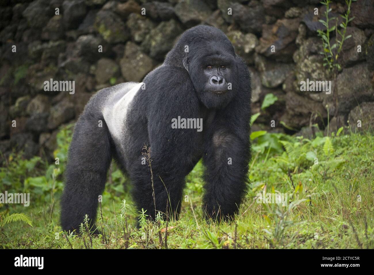 Mountain gorilla (Gorilla beringei beringei) silverback, Rwanda Stock Photo