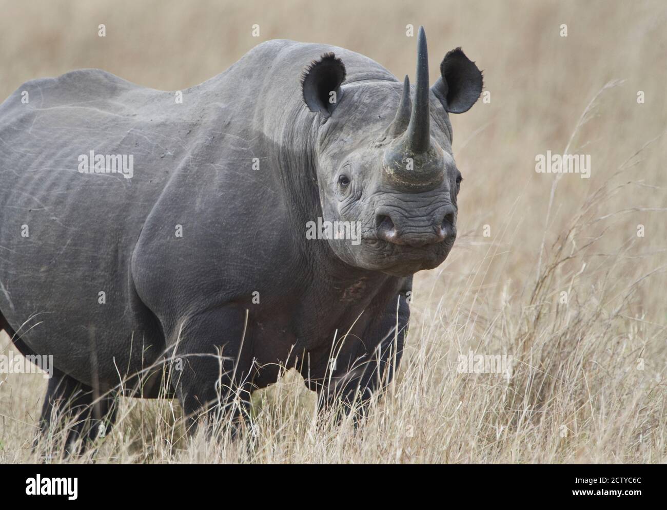 Black rhinoceros (Diceros bicornis) in a field, Kenya Stock Photo