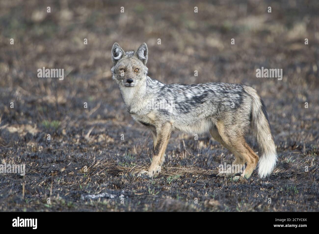 Kenya side striped jackal hires stock photography and images Alamy