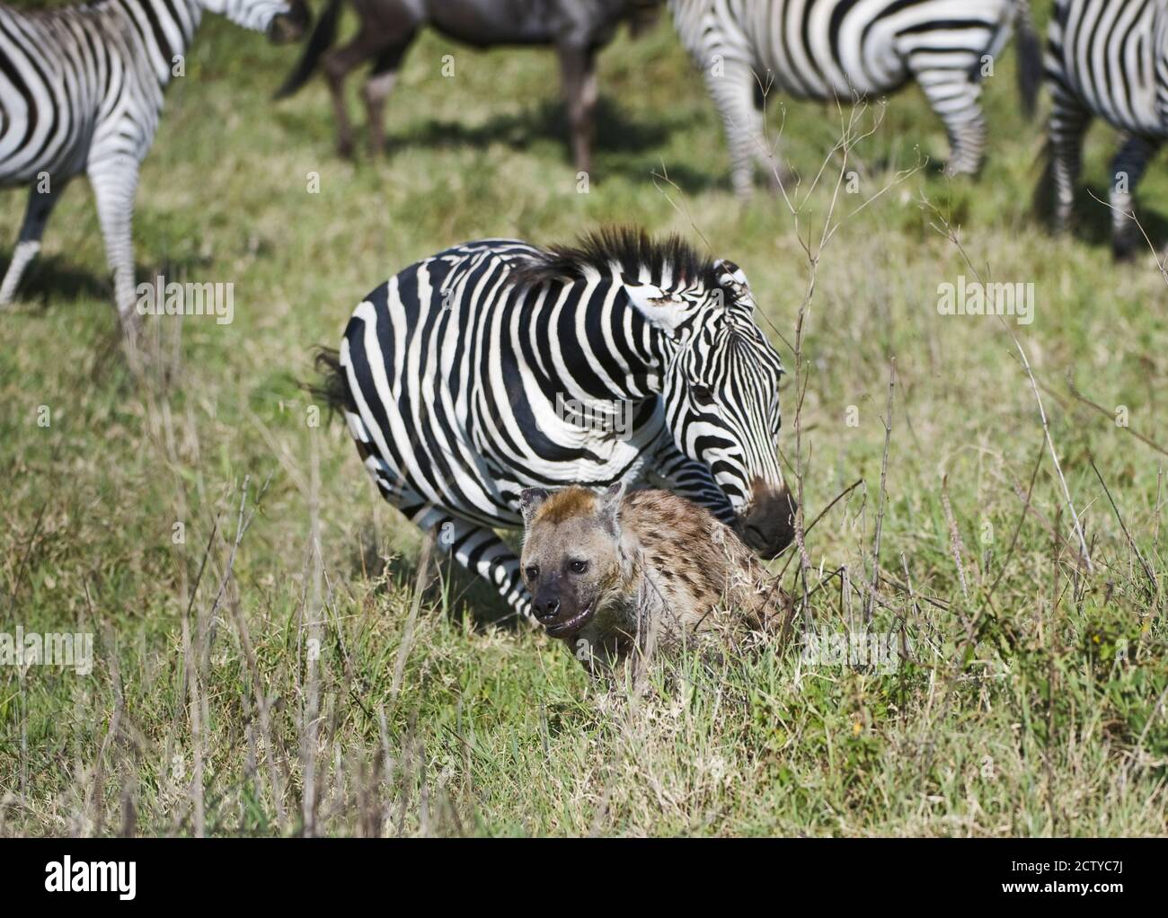 Burchell's zebra (Equus quagga burchellii) attacking Spotted hyena (Crocuta crocuta), Tanzania Stock Photo