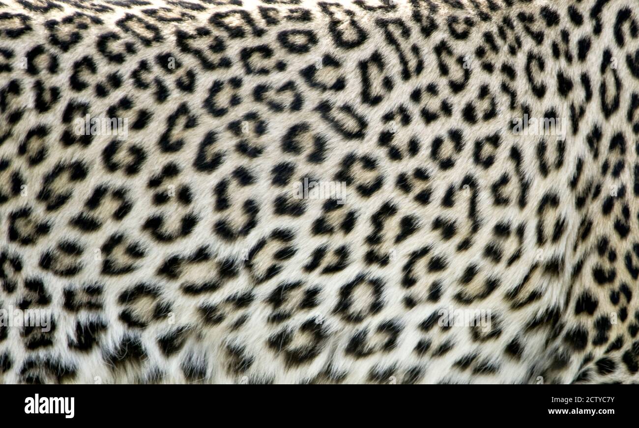 Animal Skin Pattern Wild Animal Texture Graphic by Leaked Ink