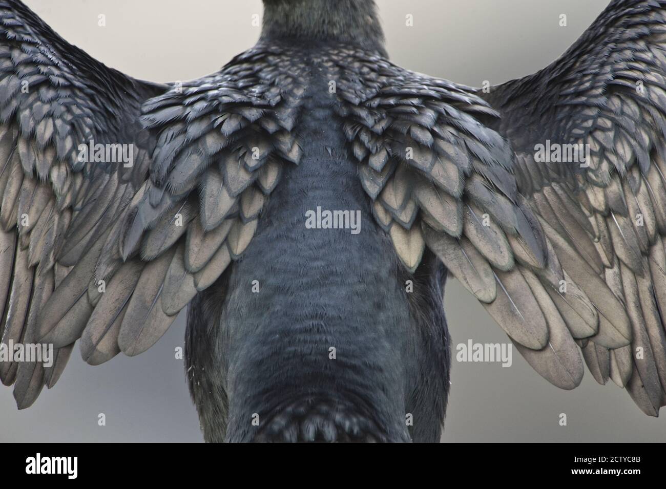 Brandt's cormorant (Phalacrocorax penicillatus) stretching wings, California, USA Stock Photo