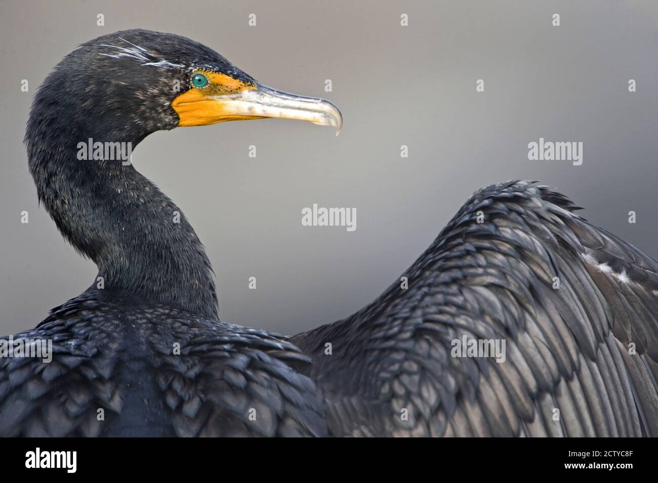 Close-up of a Brandt's cormorant (Phalacrocorax penicillatus), California, USA Stock Photo